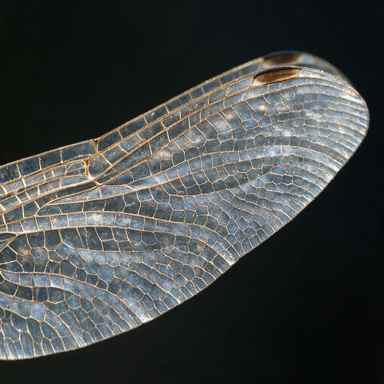 Low resolution 384 pixel photograph of a dragonfly wing, the vein lattice collapsed into grey blocks