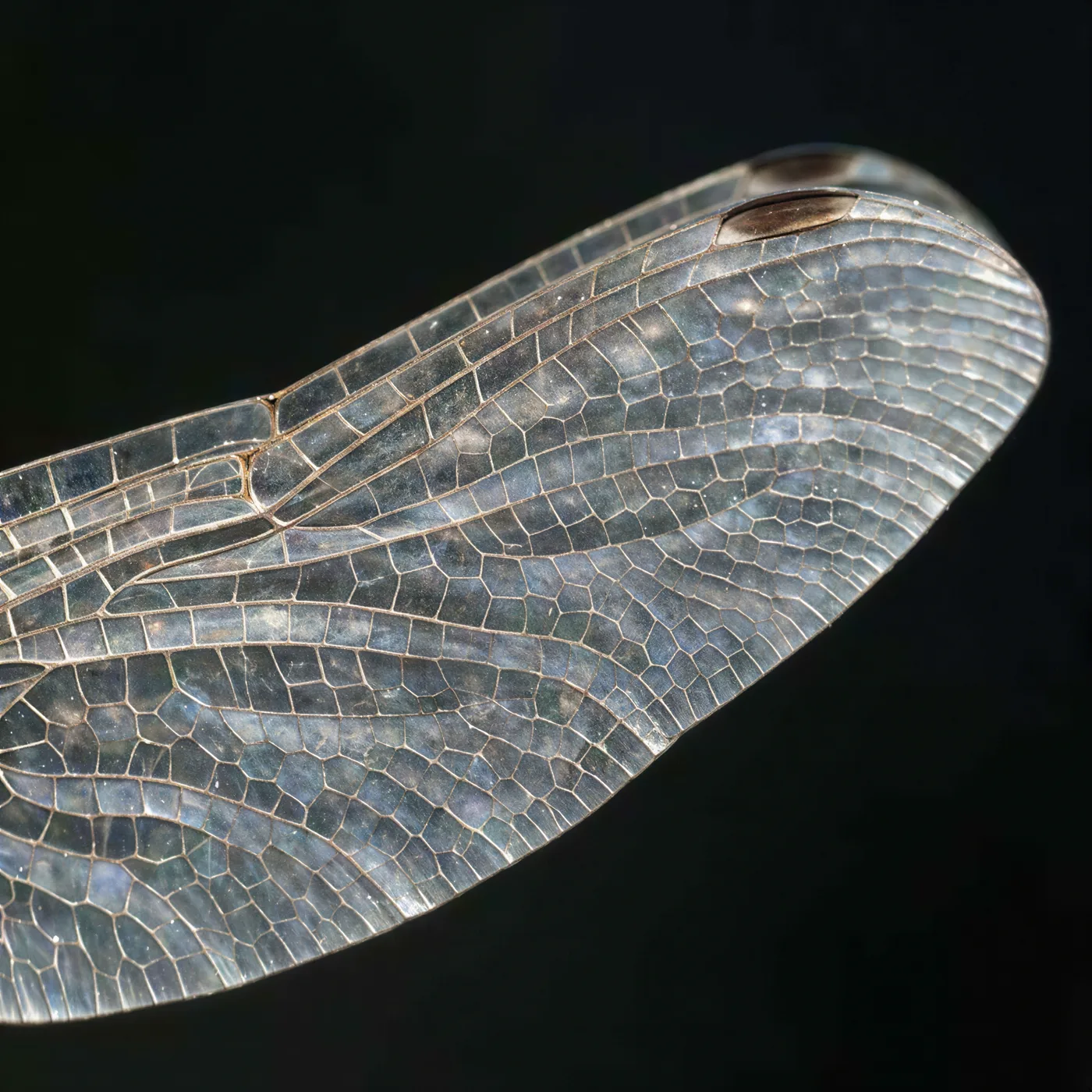 The same dragonfly wing rebuilt by Enhance AI with every vein and translucent cell separated again