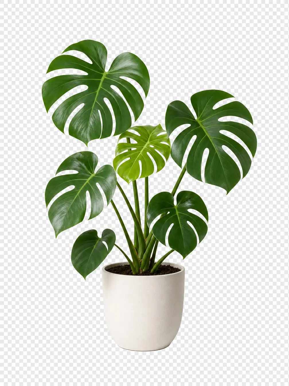 Studio quality cutout